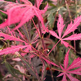 Acer Palmatum rainbow v. 9