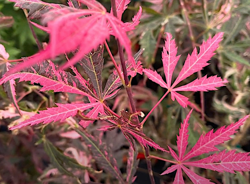 Acer Palmatum rainbow v. 9