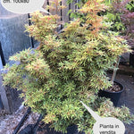 Acer Palmatum Jerre Schwartz (Esemplare) vaso 30
