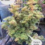 Acer Palmatum Jerre Schwartz (Esemplare) vaso 30