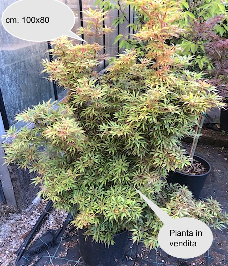 Acer Palmatum Jerre Schwartz (Esemplare) vaso 30