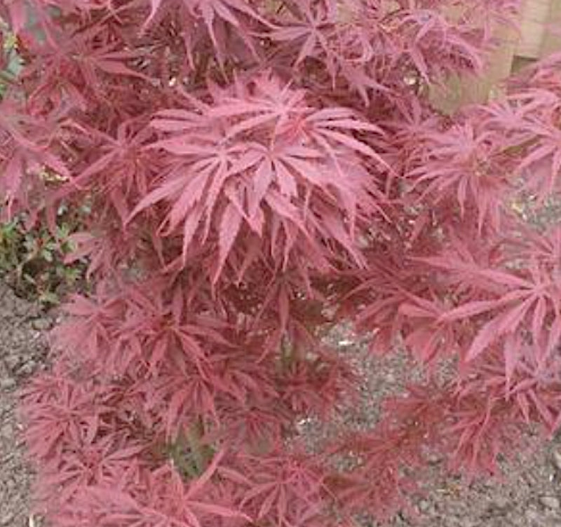 Acer Palmatum Jerre Schwartz (Esemplare) vaso 30