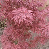 Acer Palmatum Jerre Schwartz (Esemplare) vaso 30