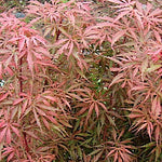 Acer Palmatum Jerre Schwartz (Esemplare) vaso 30