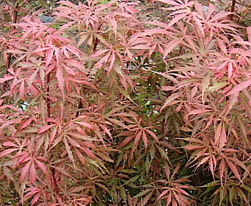 Acer Palmatum Jerre Schwartz (Esemplare) vaso 30