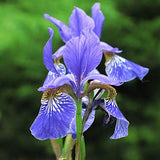 Iris Sibirica v.9