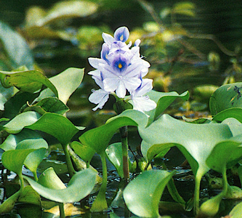Eichhornia azurea (Giacinto d’acqua ancorato)