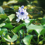 Eichhornia azurea (Giacinto d’acqua ancorato)