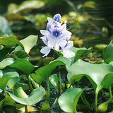 Eichhornia azurea (Giacinto d’acqua ancorato)
