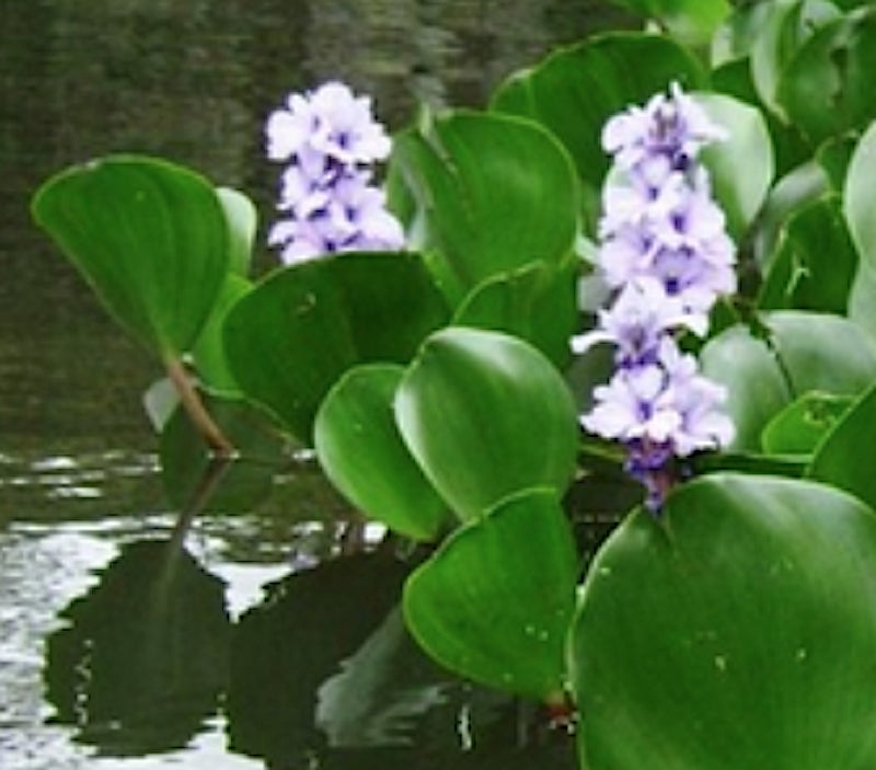 Eichhornia azurea (Giacinto d’acqua ancorato)