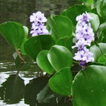 Eichhornia azurea (Giacinto d’acqua ancorato)