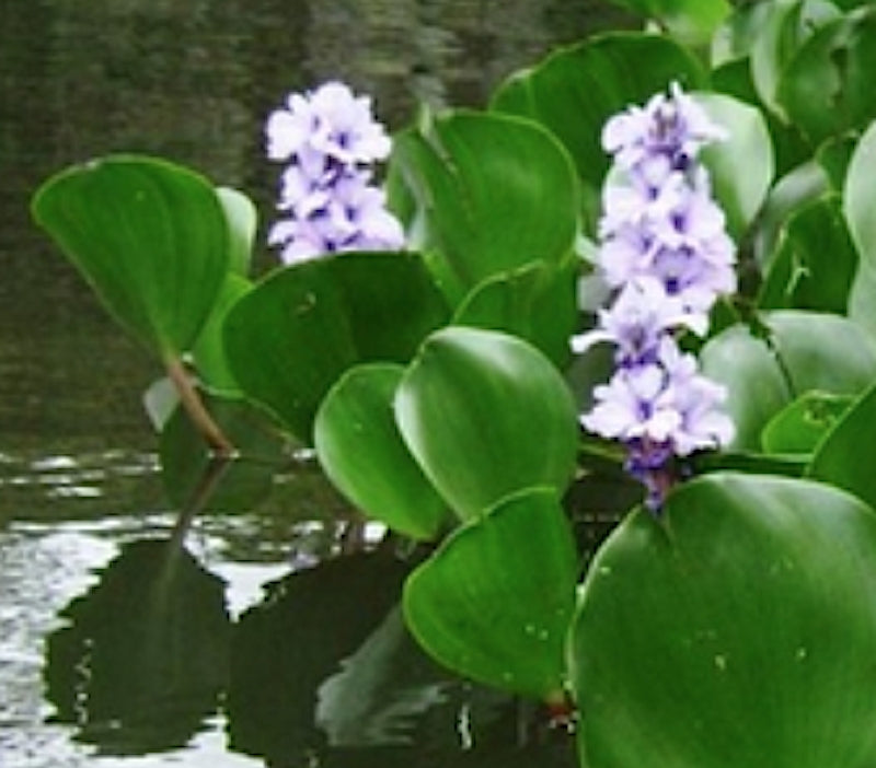 Eichhornia azurea (Giacinto d’acqua ancorato)