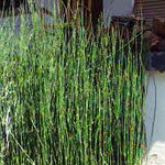 Equisetum hyemale Equiseto invernale (Paludosa o per terreni umidi)