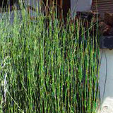 Equisetum hyemale Equiseto invernale (Paludosa o per terreni umidi)