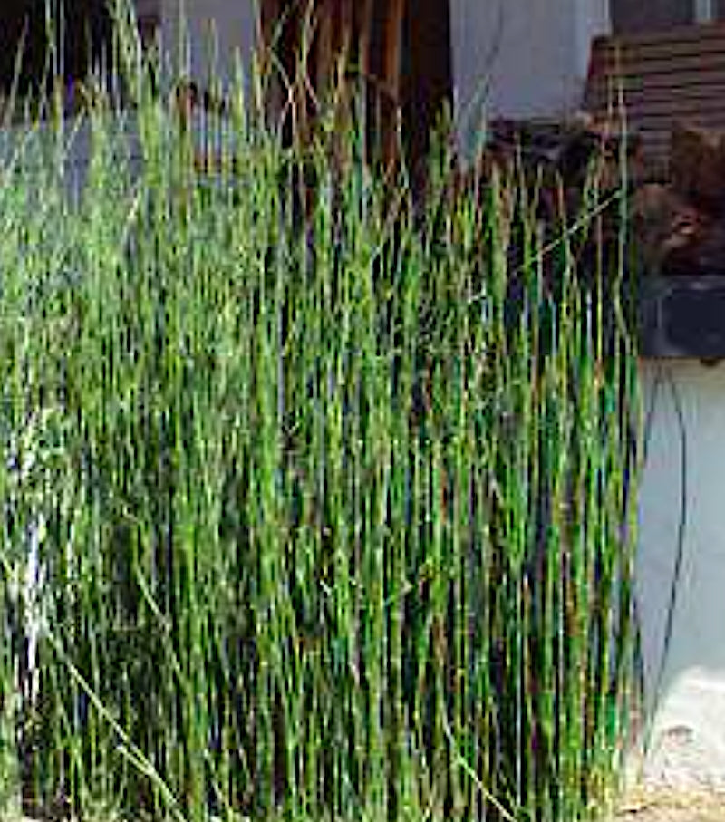 Equisetum hyemale Equiseto invernale (Paludosa o per terreni umidi)