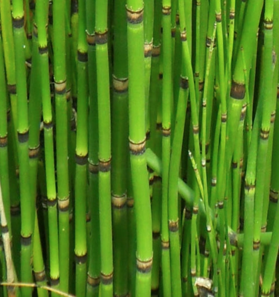 Equisetum hyemale Equiseto invernale (Paludosa o per terreni umidi)