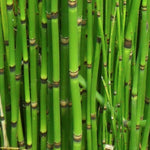 Equisetum hyemale Equiseto invernale (Paludosa o per terreni umidi)