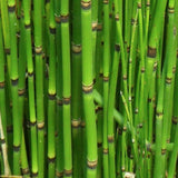 Equisetum hyemale Equiseto invernale (Paludosa o per terreni umidi)