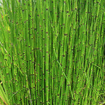 Equisetum hyemale Equiseto invernale (Paludosa o per terreni umidi)