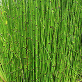Equisetum hyemale Equiseto invernale (Paludosa o per terreni umidi)