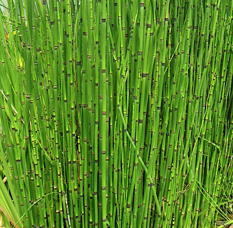 Equisetum hyemale Equiseto invernale (Paludosa o per terreni umidi)