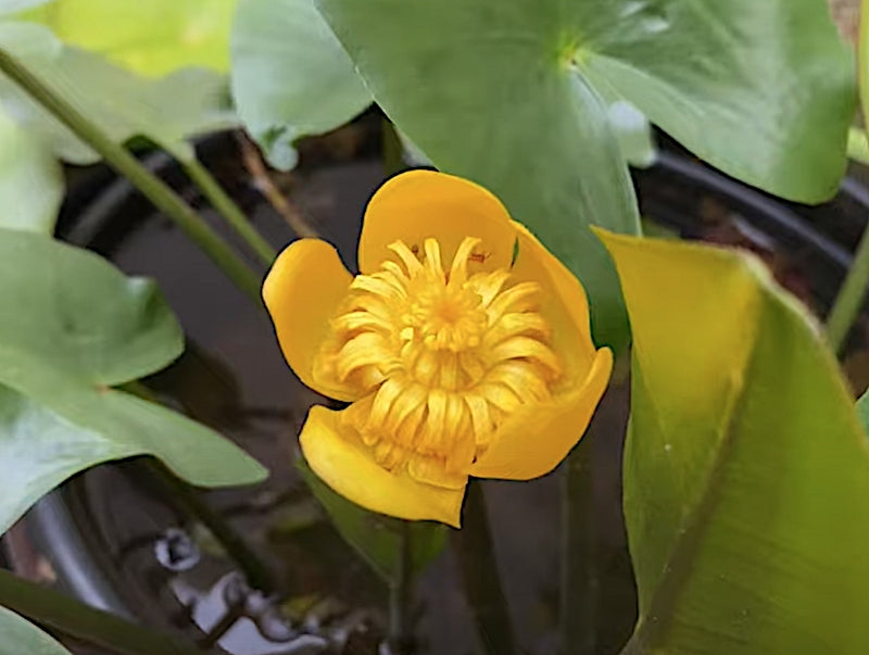 Nuphar Lutea  (profondità 40/100 cm.)
