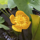 Nuphar Lutea  (profondità 40/100 cm.)