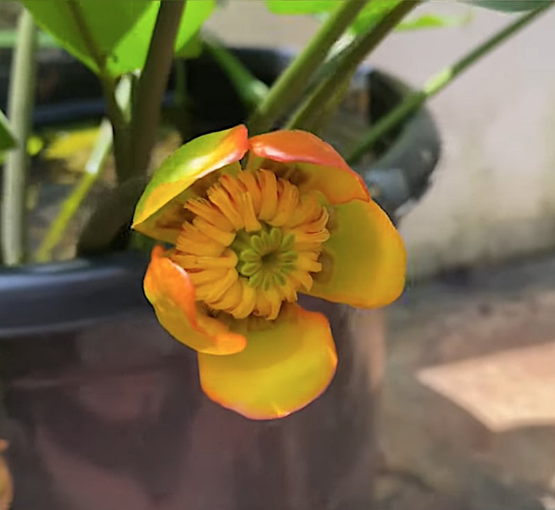 Nuphar Lutea  (profondità 40/100 cm.)