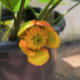 Nuphar Lutea  (profondità 40/100 cm.)