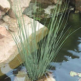 Juncus inflexus  (palustre profondità 0- 5 cm.)