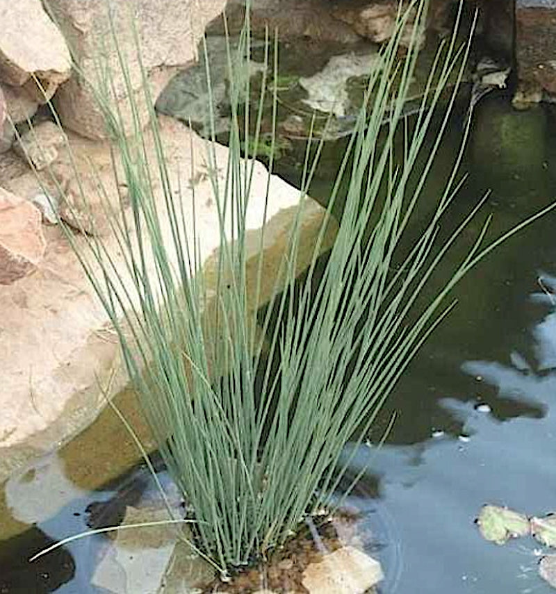 Juncus inflexus  (palustre profondità 0- 5 cm.)