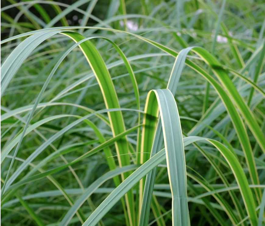 Spartina pectinata ‘Aureomarginata’ (Palustre profondità 0-5 altezza a maturazione cm. 150 )