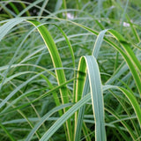 Spartina pectinata ‘Aureomarginata’ (Palustre profondità 0-5 altezza a maturazione cm. 150 )