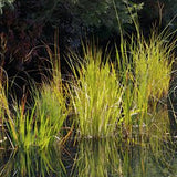 Spartina pectinata ‘Aureomarginata’ (Palustre profondità 0-5 altezza a maturazione cm. 150 )