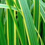 Spartina pectinata ‘Aureomarginata’ (Palustre profondità 0-5 altezza a maturazione cm. 150 )