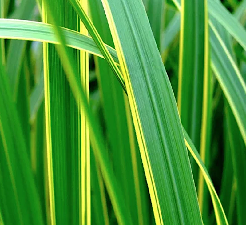 Spartina pectinata ‘Aureomarginata’ (Palustre profondità 0-5 altezza a maturazione cm. 150 )