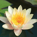 Nymphaea 'Aurora' (Profondità 30/70 cm.)