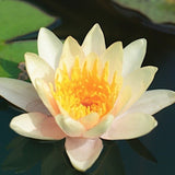 Nymphaea 'Aurora' (Profondità 30/70 cm.)