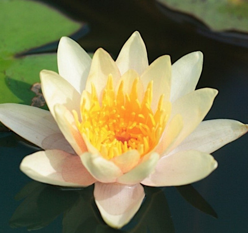 Nymphaea 'Aurora' (Profondità 30/70 cm.)