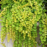 Lysimachia Nummularia aurea (Palustre tapezzante)