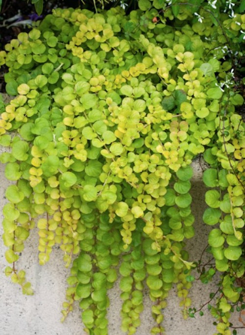 Lysimachia Nummularia aurea (Palustre tapezzante)