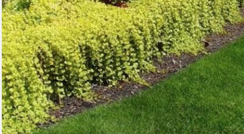 Lysimachia Nummularia aurea (Palustre tapezzante)