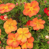 Potentilla Fruticosa Sunset vaso 18