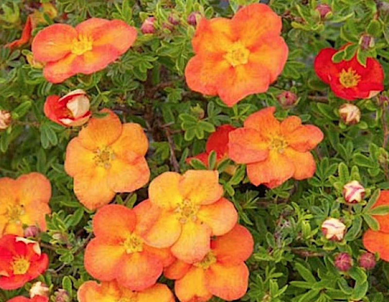 Potentilla Fruticosa Sunset vaso 18