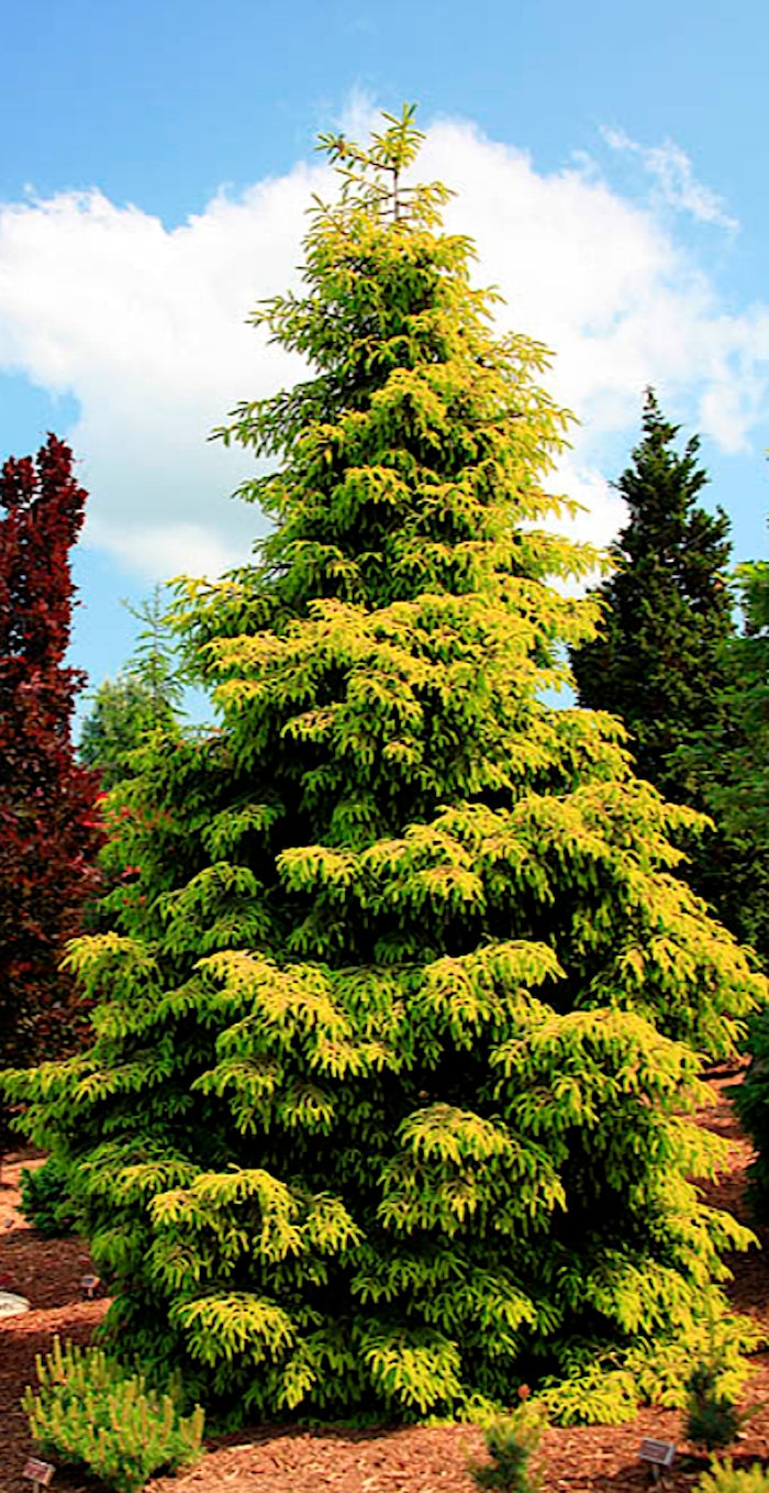 Picea Orientalis aurea 2 anni da innesto