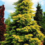 Picea Orientalis aurea 2 anni da innesto