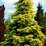 Picea Orientalis aurea 2 anni da innesto