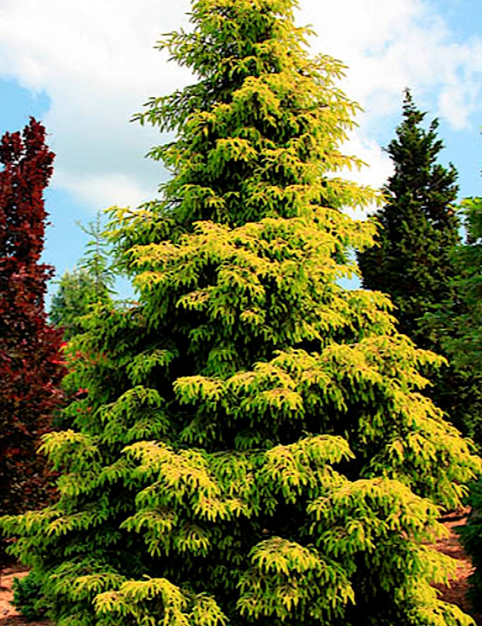 Picea Orientalis aurea 2 anni da innesto