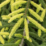 Picea Orientalis aurea 2 anni da innesto