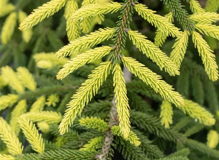 Picea Orientalis aurea 2 anni da innesto